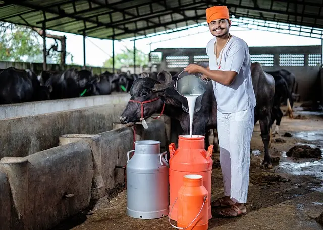 Organic Buffalo Milk