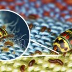 identifying and preventing infestations