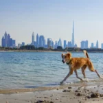 Traveling with Your Pet in Dubai