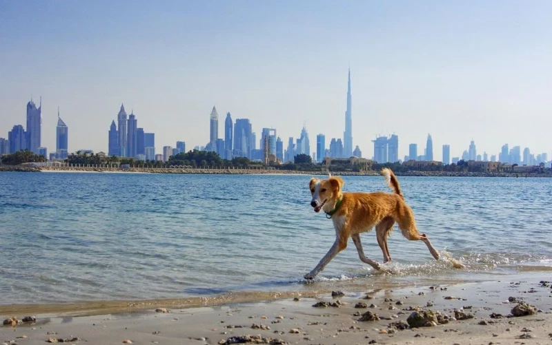 Traveling with Your Pet in Dubai Traveling with Your Pet in Dubai