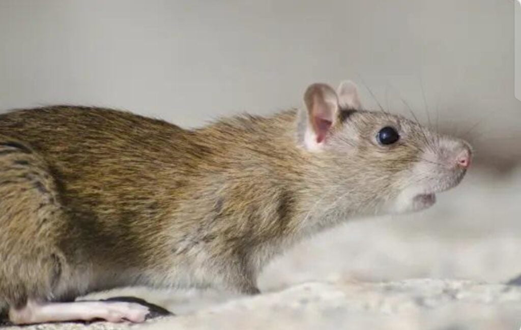 Emergency Mice Control: What to Do When You Find Mice in Your London Home 81 Screenshot 20240619 113338