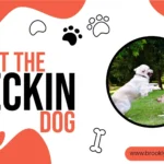 What the Heckin Dog