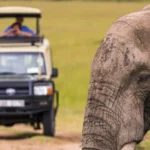 African Safari