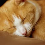 Custom Pet Pillows