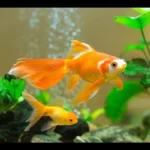 Home for Your Goldfish