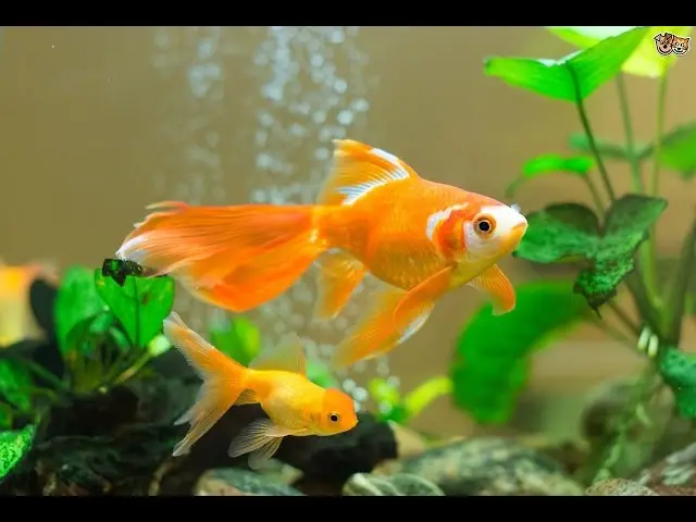 Home for Your Goldfish Home for Your Goldfish