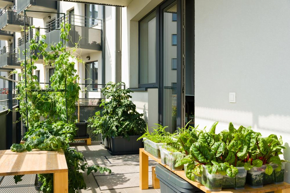 Transforming Garden in Tropical Conditions Transforming Garden in Tropical Conditions