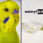 why is my budgies poop thick