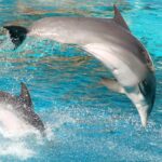 Dolphin Discovery Saint Kitts 1024x525 1