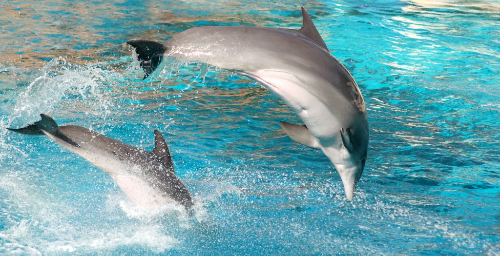 Dolphin-Discovery-Saint-Kitts-1024x525