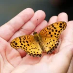 https://pussmoth.com/las-mariposas-monarca-regresan-a-lo-grande