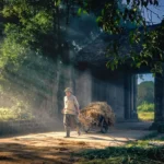 straw transport 7948338 1280