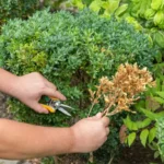 yellow boxwood will it come back to life?